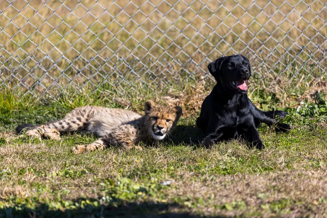 Ziggy and Rozi lying in the grass