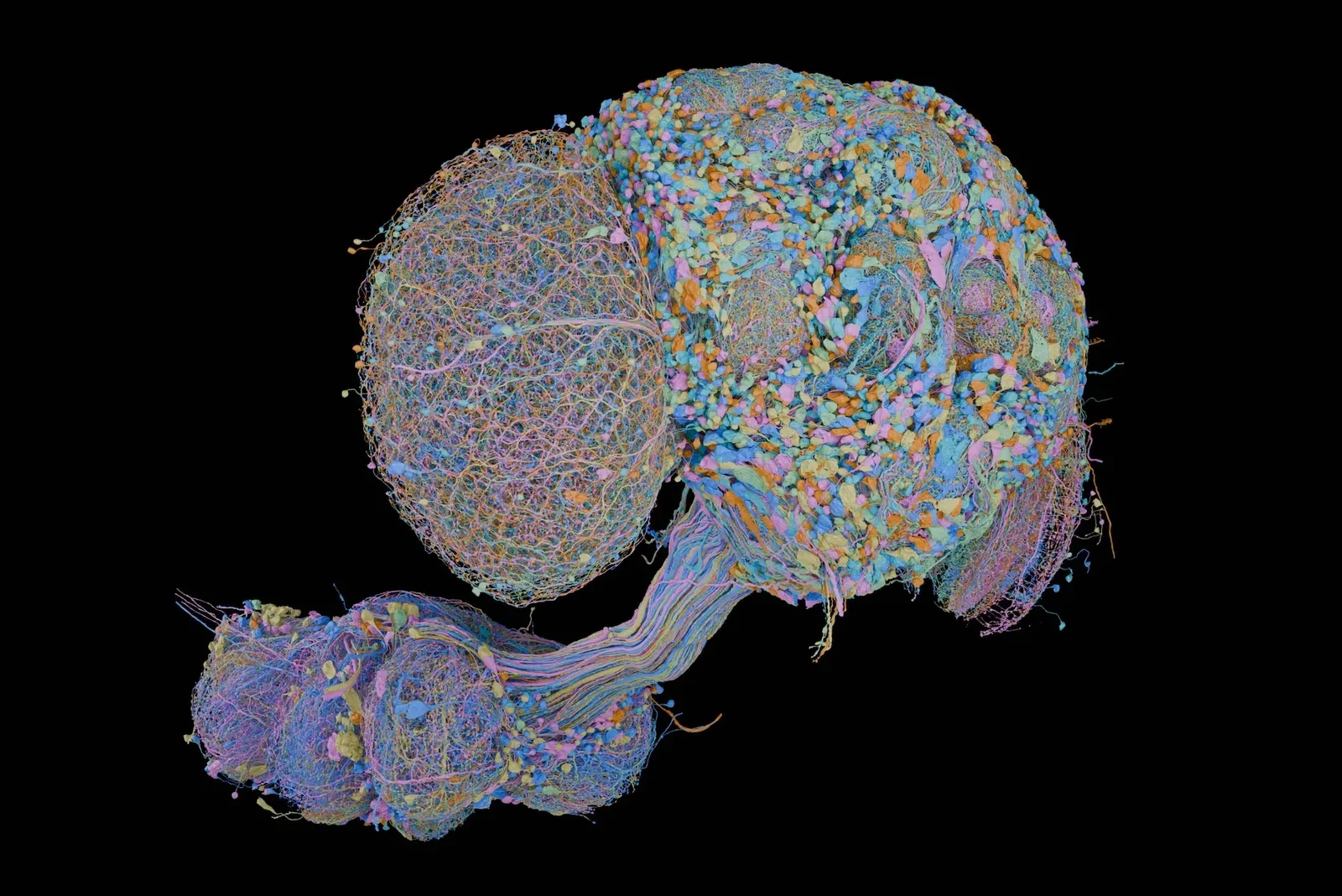 This New Brain Map Shows Every Nerve Cell in an Adult Male Fruit Fly's Central Nervous System. Here's Why That Matters