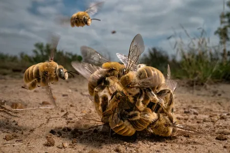 The image captured in South Texas shows cactus bees (Diadasia rinconis) in a rare and intimate moment as they swarm into a mating ball for a chance to mate with one female bee.
&nbsp;