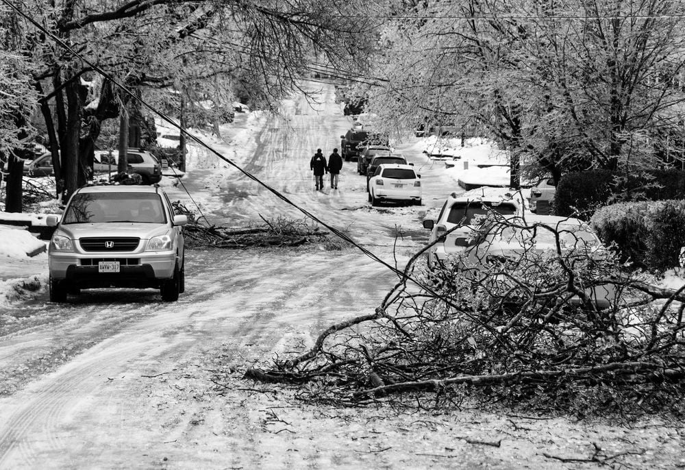 Downed trees