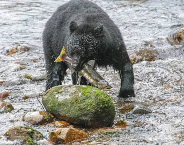 Black Bear with salmon thumbnail