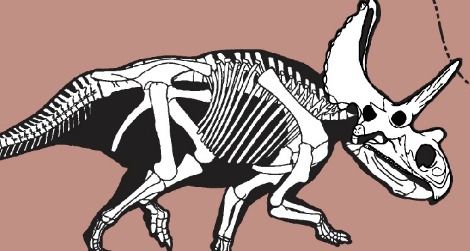 A skeletal reconstruction of Agujaceratops