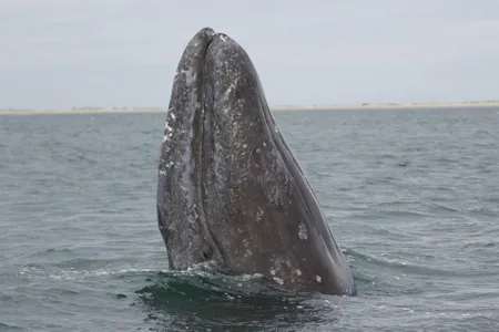 A gray whale "spyhopping" off the coast of Alaska. Gray whales migrate over 12,000 miles along North America's west coast. 
