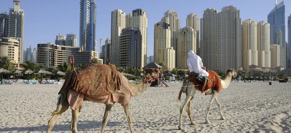  Dubai city and camels, U.A.E. 