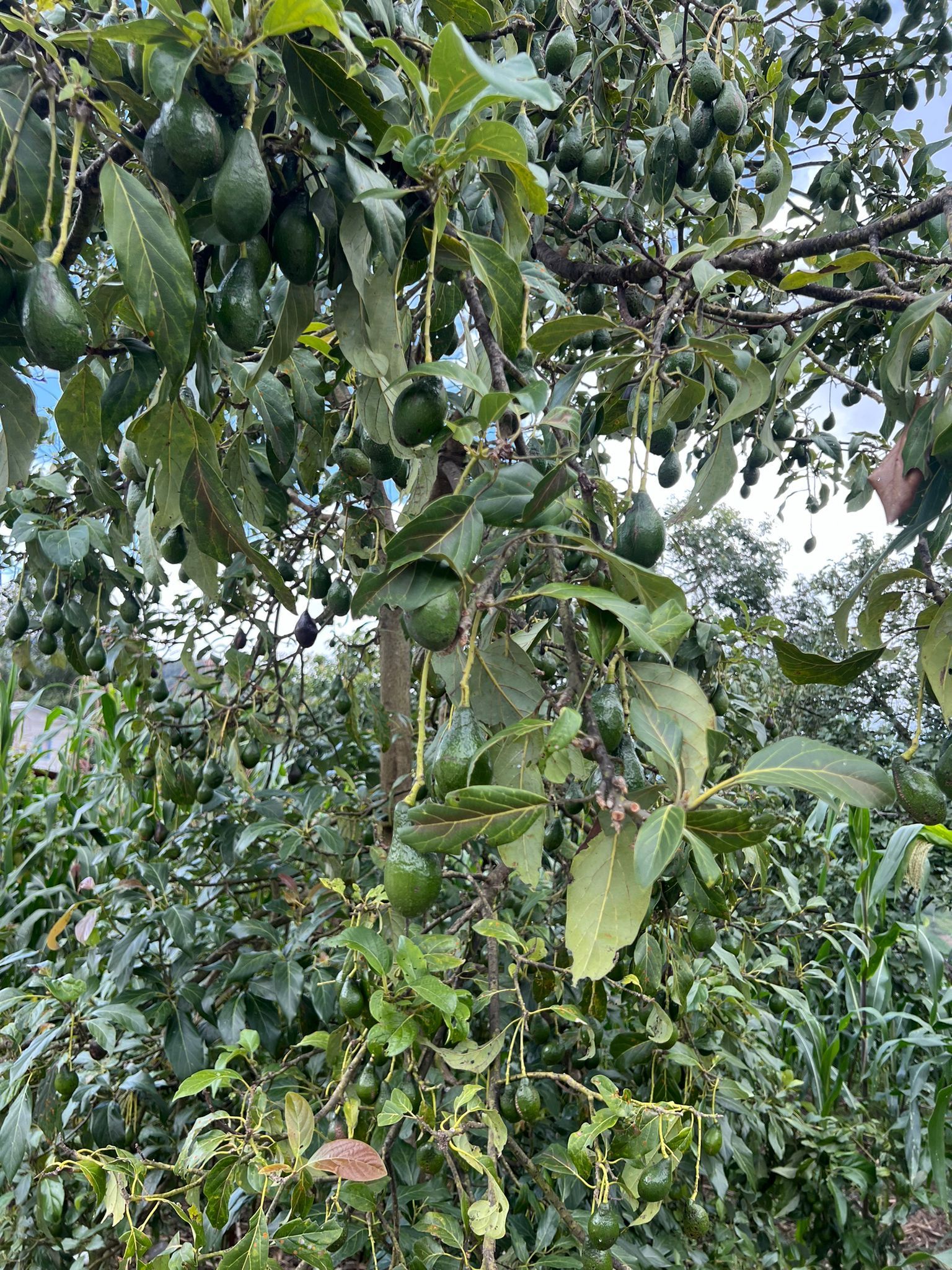 Los aguacates grandes viajaron por América hace miles de años