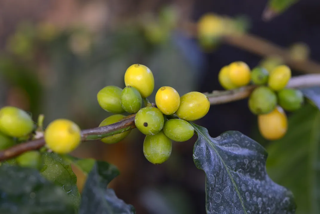 Coffea stenophylla