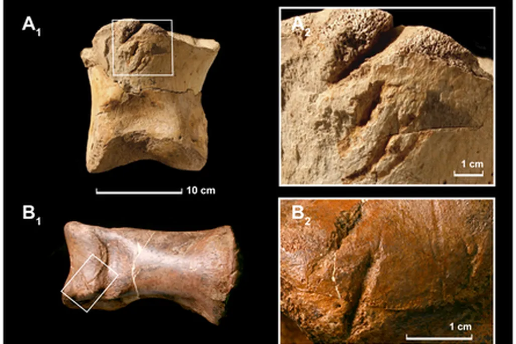 20110520083244tyrannosaurus-damaged-bones.jpg