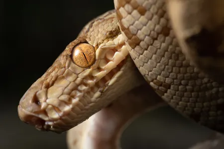 The&nbsp;Amazon tree boa (Corallus hortulana) is not a new species, but it&#39;s one of the reptiles documented on a 2022 expedition to the Alto Mayo region of Peru.