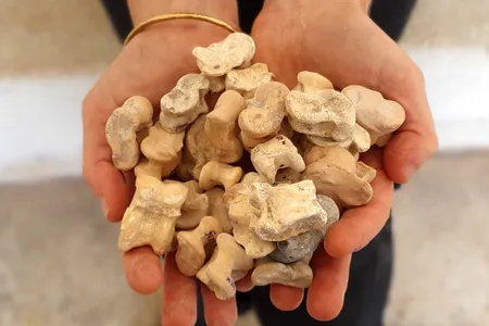 Some of the artifacts discovered in Israel