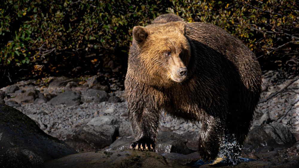 A powerful brown bear strides across the rocky shore of Lake Clark National Park, its wet fur shining in the light and its focused gaze capturing the raw strength and presence of Alaska’s wild landscape.