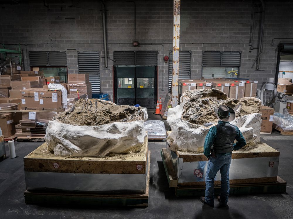 Clayton Phipps looks over the massive ceratopsian fossil