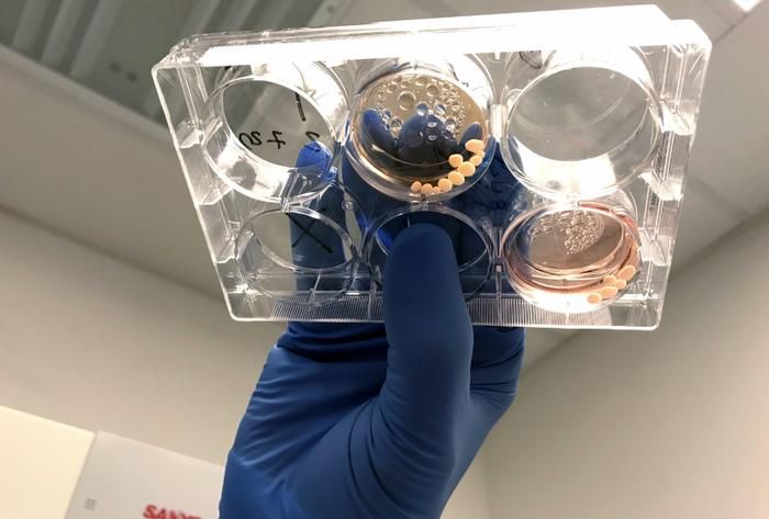 gloved hand holding a lab dish
