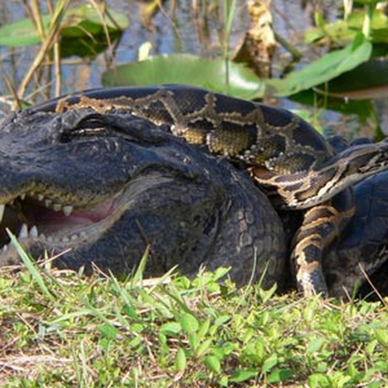 Snake Eats Alligator Then Explodes