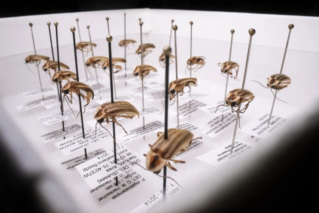 Specimens in Heckscher’s collection.