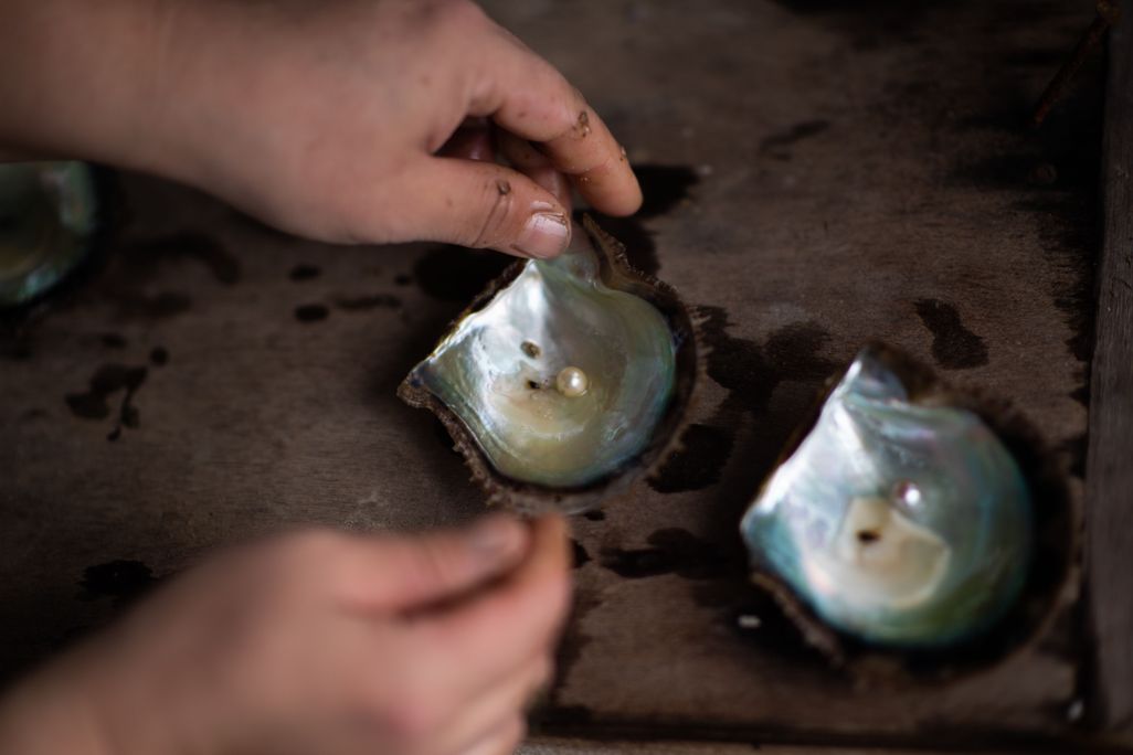 An image of an oyster split in half. There are hands holding one of the halves containing a small off-white pearl. On the table, the other half of the osyter rests nearby and is holding another pearl.