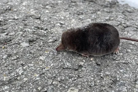A long-clawed shrew seen in northern Japan