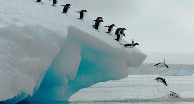 Adelie-Penguins-Photo-of-the-Day-388.jpg