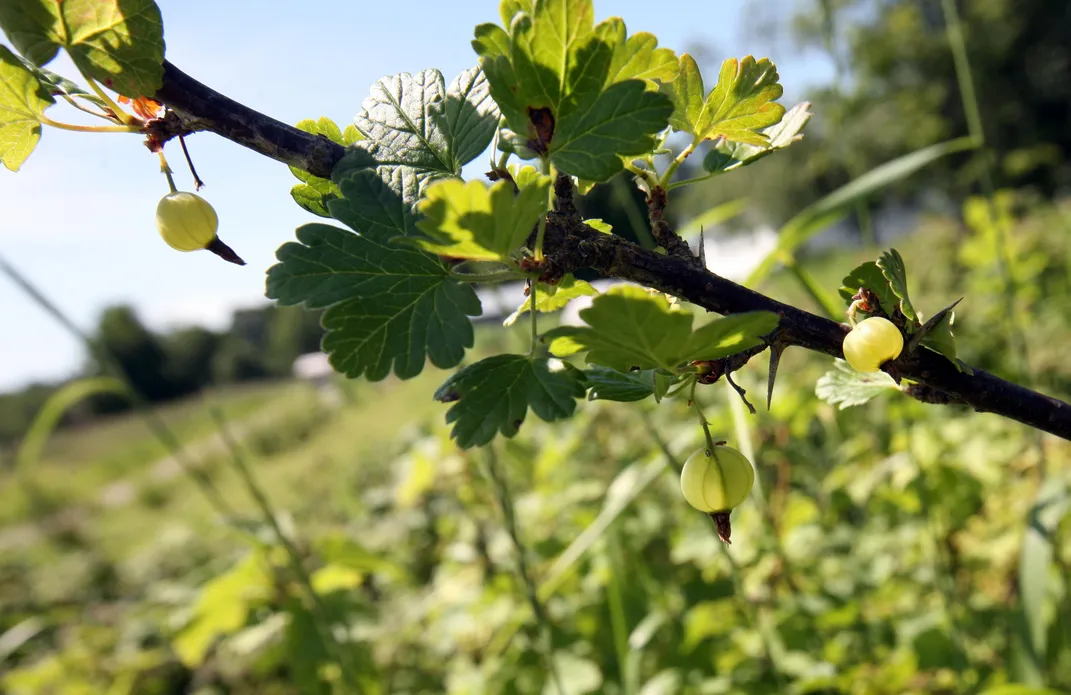 Move Over, Community Gardens: Edible Forests Are Sprouting Up Across America