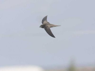 A common swift in flight.