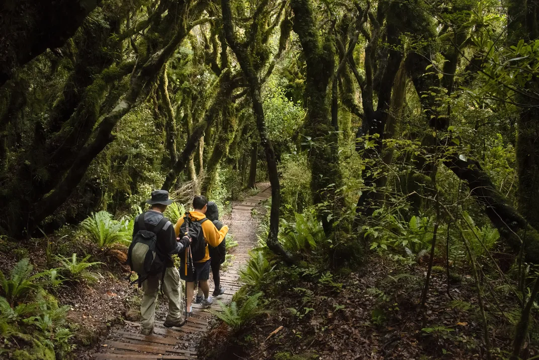 Hiking in the rainforest on the South Island