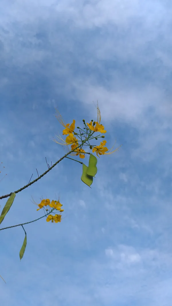 Against the vast sky, a branch of blooming flowers sways in vivid contrast. thumbnail