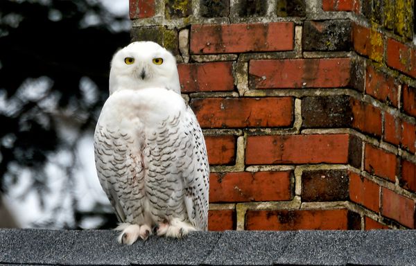 Snowy Owl on Rooftop in Cambridge, Maryland thumbnail