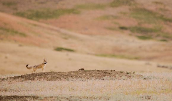 In the midst of the pandemic, as the story goes, a team set out to bring swift foxes back to a land they had disappeared from more than 50 years ago.