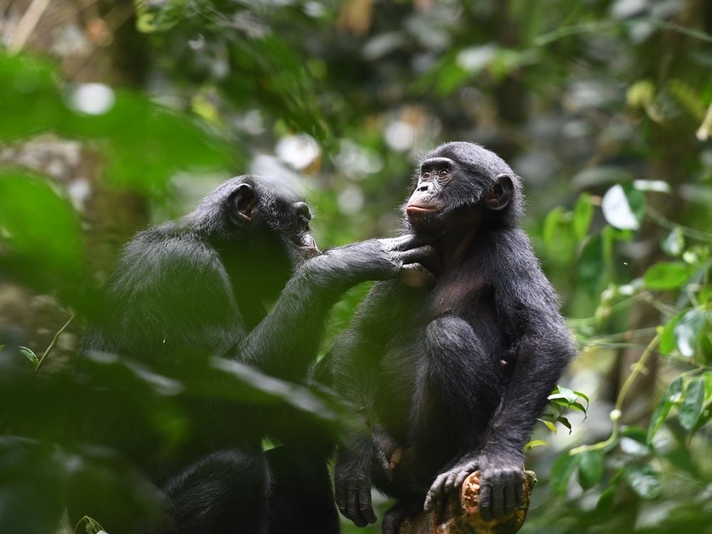 Two bonobos in trees