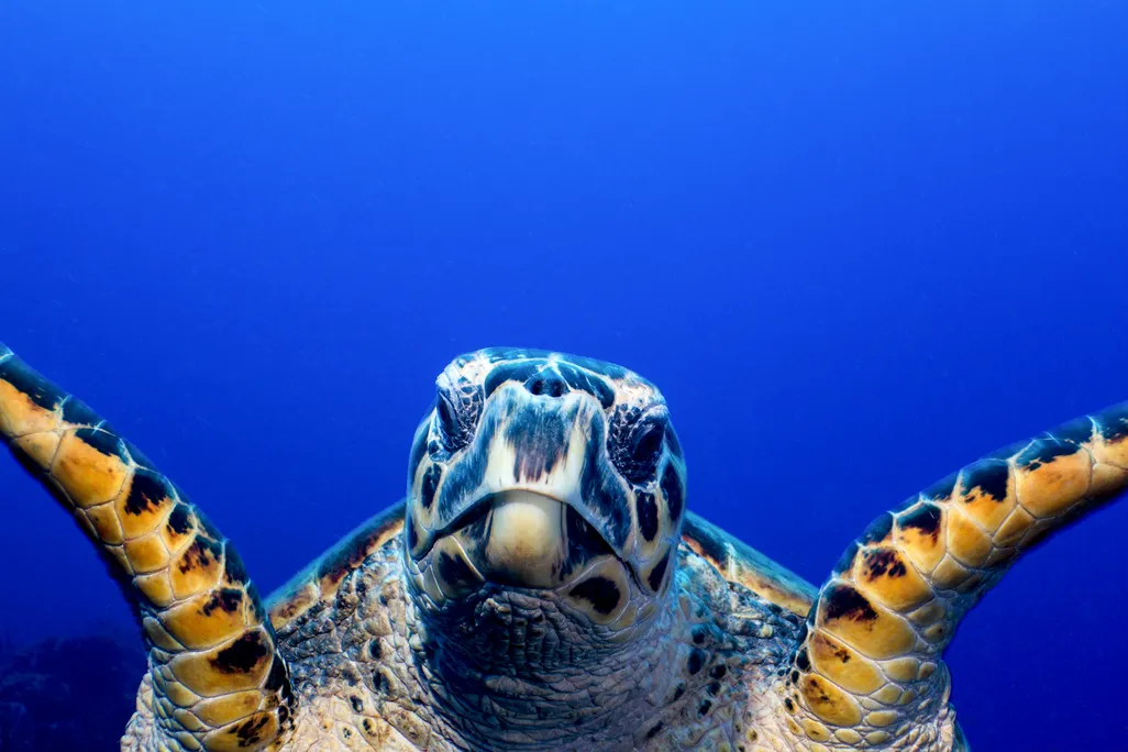 Green turtle
