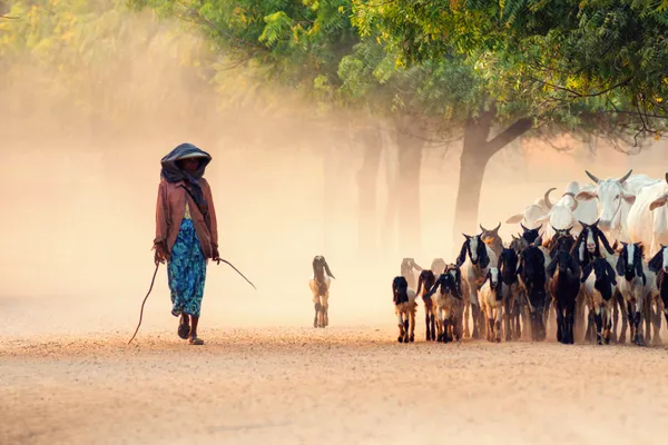 Herding Through Dust and Light thumbnail