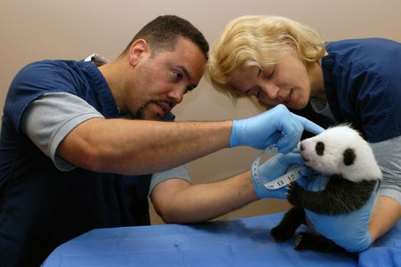 On October 8, 2013, panda cub Bao Bao is examined by Zoo staff Juan Rodriguez and Brandie Smith.
