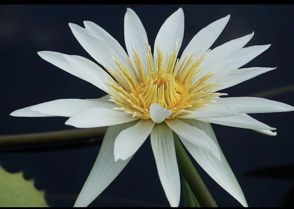 Lotus in bloom thumbnail