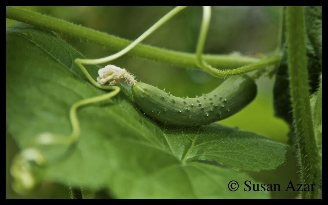 A baby cucumber