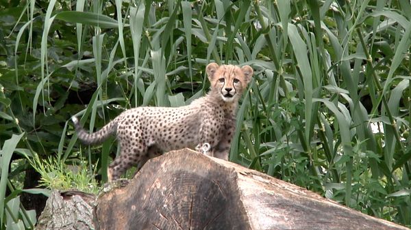 Preview thumbnail for Cheetah Cubs Make Their Debut at the National Zoo