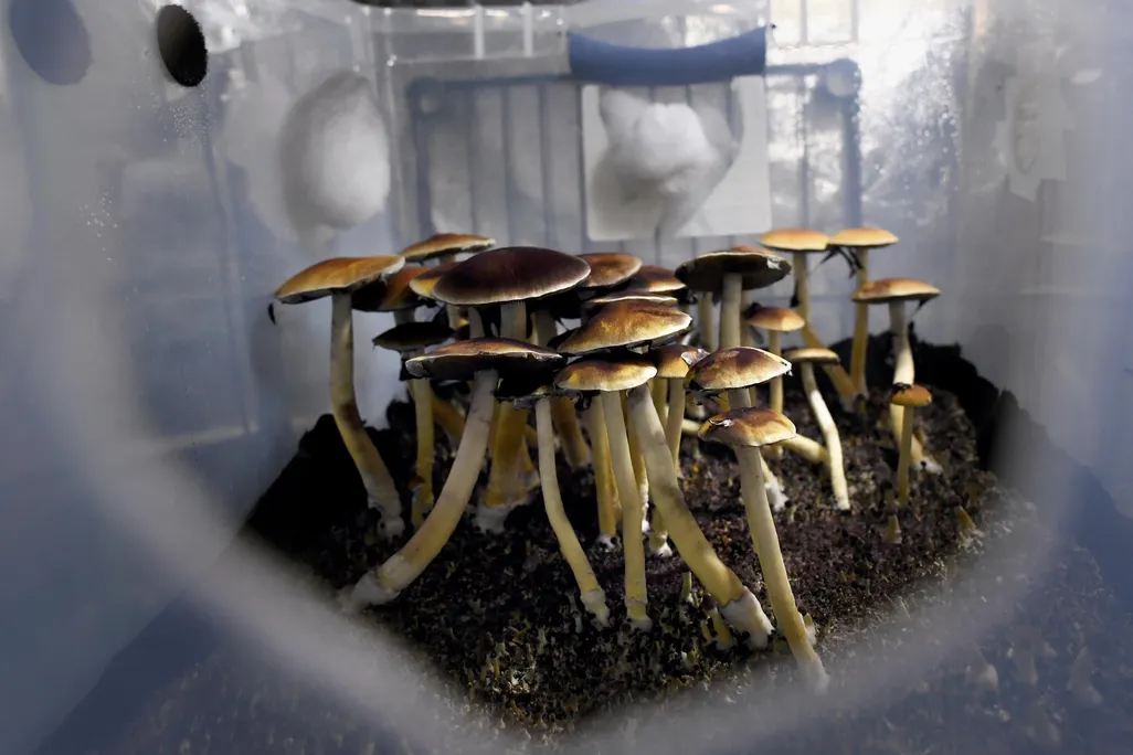 Mazatec psilocybin mushrooms ready for harvest in their growing tub 