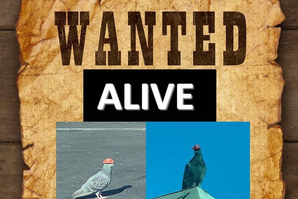 Pigeon Wanted Poster