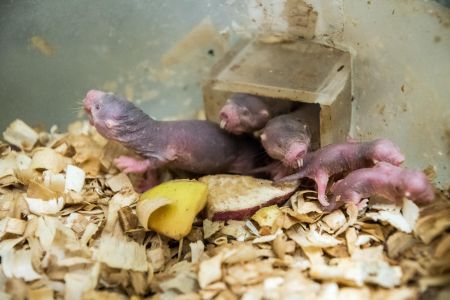 One of naked mole rats' claims to fame is their high pain tolerance when in contact with acid or high heat. These tough critters couldn't take the sting of wasabi like their furrier cousins, highveld mole rats, however.
