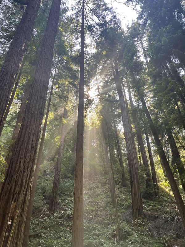 Sun soaked redwoods thumbnail
