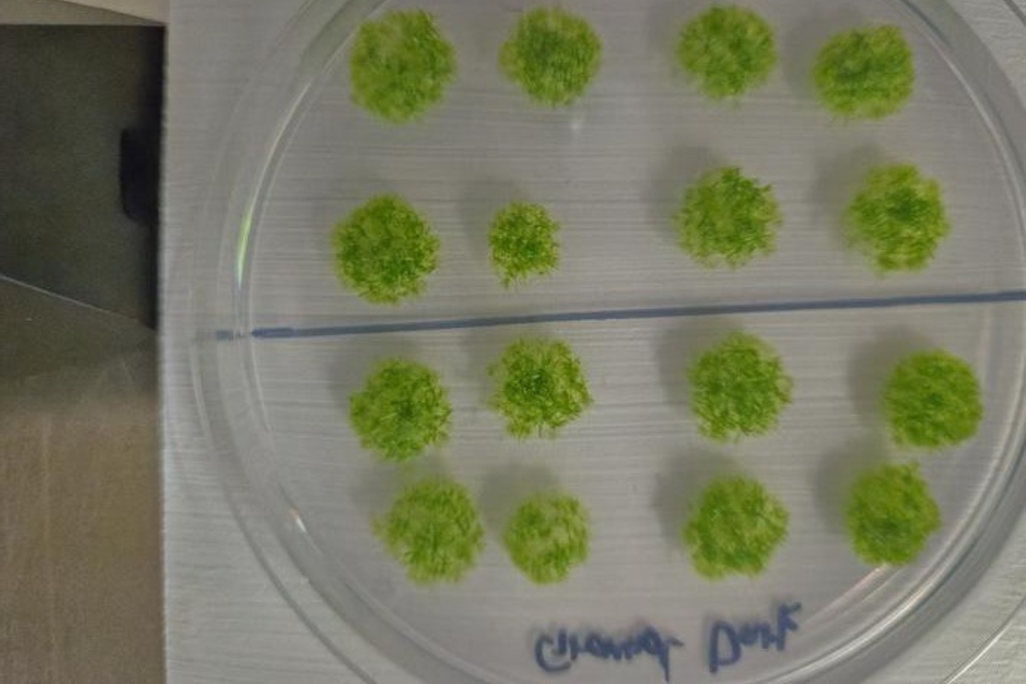 Germinated moss spores in a petri dish