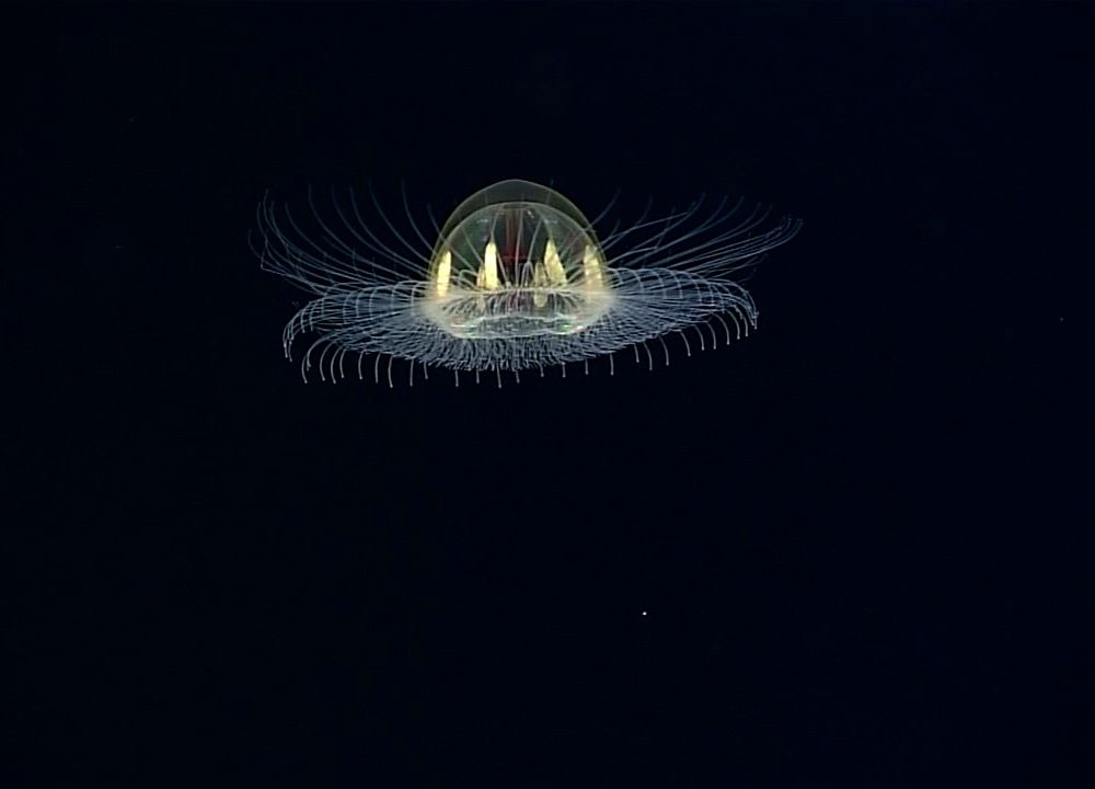 Jellyfish