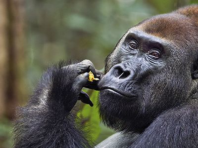 Primal-Instinct-silverback-Makumba-631.jpg