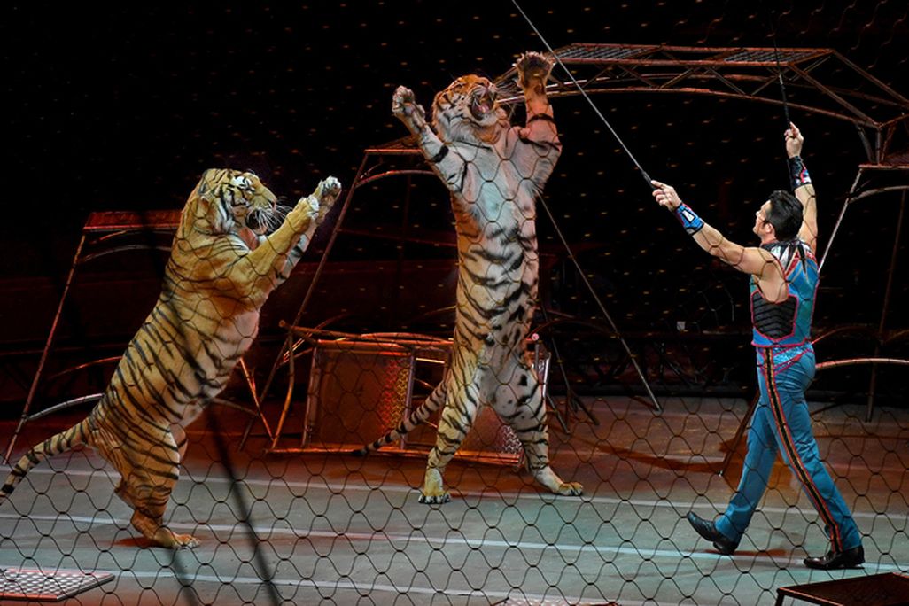 A tiger tamer with two tigers standing up