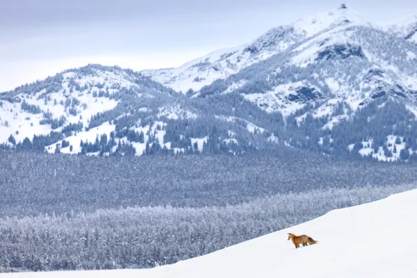 Solo Traveler thumbnail