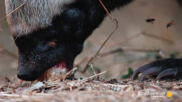 Preview thumbnail for This Honey Badger Endures Bee Stings for His Favorite Treat