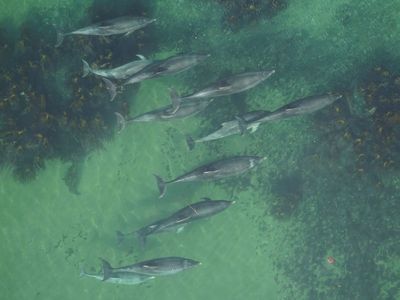 Bottlenose dolphins swim in the Moray Firth Special Area of Conservation off Scotland. The photo was taken by an aerial drone.