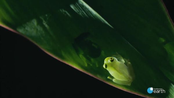 Preview thumbnail for  Fascinating: How Transparent Glass Frogs Mate and Raise Their Young