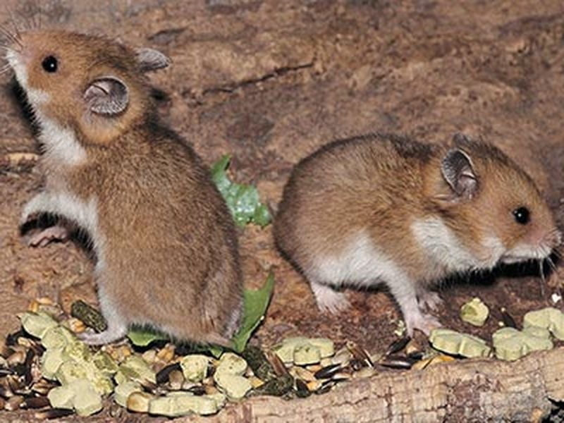 Syrian Hamsters, All you need to know about hamsters Wikia