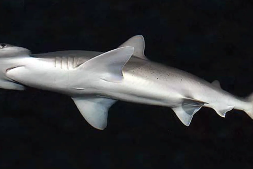 Sphyrna_tiburo_SI.jpg