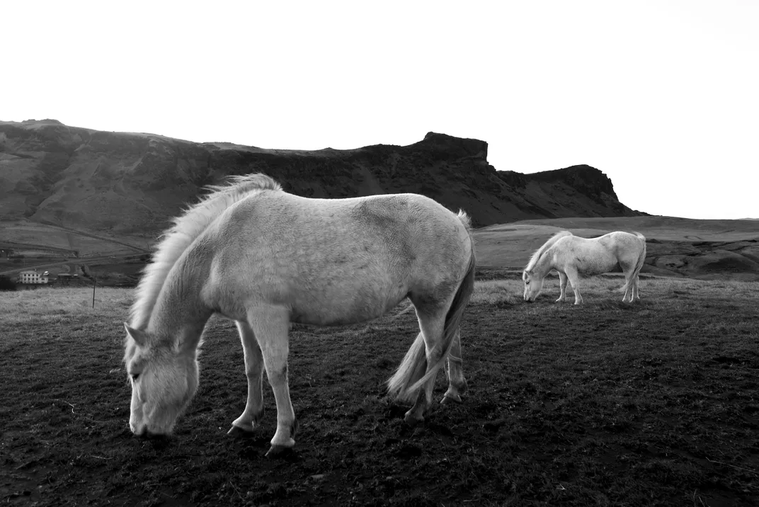5 - Islandpferde, die oft in Ponygröße sind und für ihren muskulösen Körper und die Fähigkeit, im Winter langes und im Sommer kürzeres Haar wachsen zu lassen, bekannt sind, fressen spärliches Raufutter und scheinen sich der malerischen Aussicht auf die Berge in der Nähe nicht bewusst zu sein.