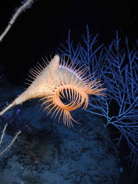 Venus Flytrap Anemone